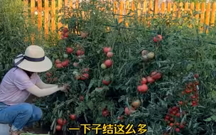 土地真是慷慨，种一点就够全家人吃，收那么多，自己搭油费送亲朋，也想要多种，种菜就是这么上瘾。