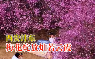 西安沣东梅花绽放灿若云霞，吸引市民游客踏青打卡