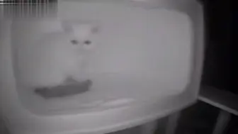 小猫一觉醒来孤独落泪