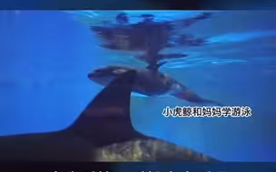 新生美好，侬好小虎鲸！国内首个虎鲸产仔视频曝光