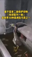 开化市民救了两种奇特的鸟：世界上最神秘的鸟、世界上最小的猫头鹰