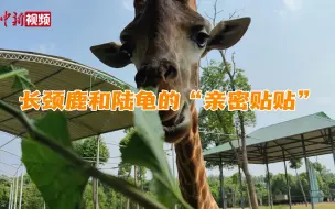 长颈鹿与陆龟这对跨界CP的“亲密接触”