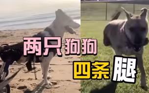 狗狗因车祸截肢，主人领养同样残疾的狗狗给它作伴