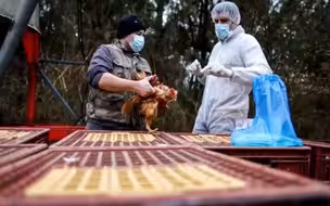 全球首次发现人感染H5N8禽流感 尚未出现人传人