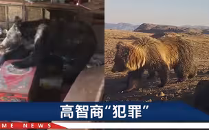 青海一母熊带着两崽下乡捕猎，48只羊惨遭熊口，现场画面曝光