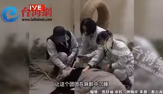 大陆赠台大熊猫
