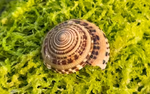 大海又潮退了，豆浆发现一只漂亮的派大星