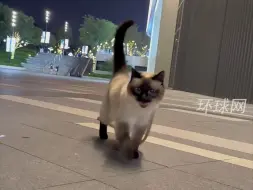 是什么声音萦绕在我耳畔？猫咪叫声酷似蚊子，网友：我巴掌都伸出来了