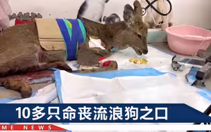 大连野生梅花鹿被流浪狗“啃咬挖空”，救助者：它生前还怀着孕