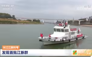 长江江豚科考队近日发现首批江豚群