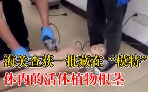 海关在人体模型中查获植物根茎：共6.42千克，植株具有活力