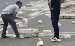 货车高速侧翻，兔子散落一地司机无奈一只只抓回，网友：麻辣兔头