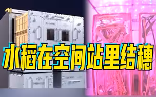 国际上第一次：水稻在中国空间站里结穗了