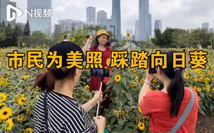广州二沙岛向日葵花海遭蹂躏破坏，草坪被踩出坑，已安排修复