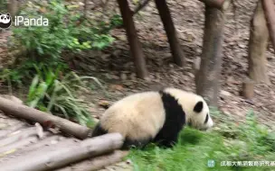 熊猫“国国”：别跑啊，求抱抱