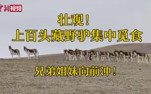 壮观！近距离拍摄上百头藏野驴集中觅食