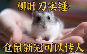 柳叶刀：仓鼠得新冠可以传染人类