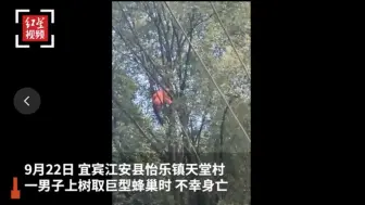男子穿防蜂服摘马蜂窝殒命：挂35米大树超24小时，或窒息身亡