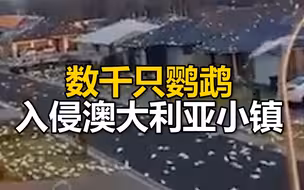 数千只鹦鹉入侵澳大利亚小镇 乌央乌央落的到处都是