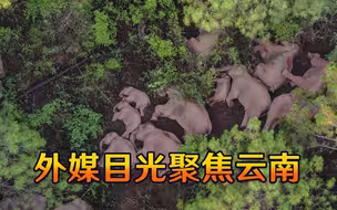 中国象群意外成为明星，外媒目光聚焦云南，“回家之路”分外艰辛