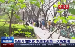 北京杨柳飞絮来袭，本周末迎第一次高发期