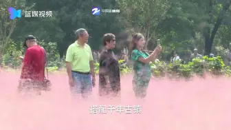 龙门古镇粉黛乱子草梦幻盛开