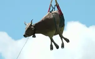 牛牛：我上天了