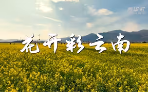 【60秒看云南藏不住的春意】阳光明媚的春天，如诗如画，云南多地鲜花盛开，一抹抹治愈的色彩在大地间绽放。伴随周深的《花开忘忧》，一起感受花开彩云南拉满春天氛围感！