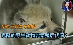 实验室诞生北极狼，克隆的野生动物能繁殖后代吗？