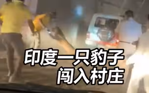 印度一只豹子闯入村庄，救援队在抓捕过程中遭其袭击