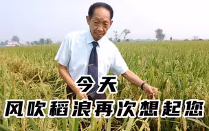 今天 风吹稻浪再次想起您