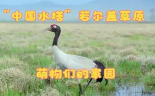 山水中国·春：“中国水塔”若尔盖草原，萌物们的家园