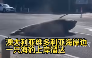 澳大利亚维多利亚海岸边，一只海豹上岸溜达