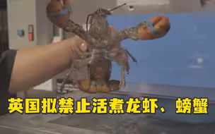英国拟禁止活煮龙虾螃蟹