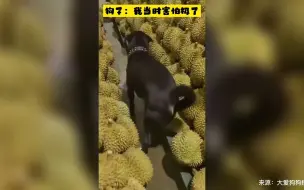 狗狗误入了榴莲堆...感觉它的屁股上写满了惊恐！
