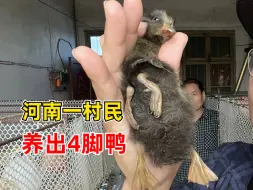 河南一村民养出4脚鸭：吃喝一切都正常