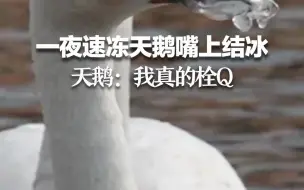 一夜速冻天鹅嘴上结冰  天鹅：我真的栓Q
