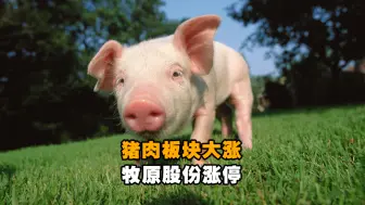 猪肉板块大涨 “猪茅”牧原股份涨停