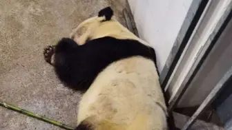 大熊猫“雷雷”因病抢救无效死亡，年龄约31岁