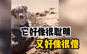 聪明狗子不想回家把狗绳埋了，可一听到回家吃肉······