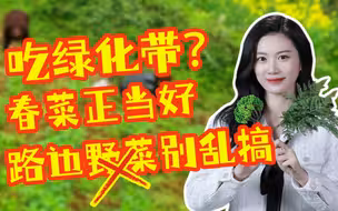 吃绿化带？ 春菜正当好，路边野菜别乱搞