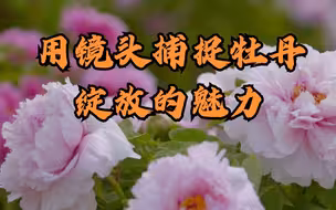 菏泽摄影师用镜头捕捉牡丹绽放的魅力