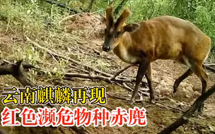 云南麒麟再现红色濒危物种赤麂：胆小谨慎，习惯单独活动