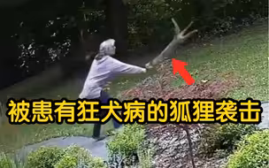 遭患有狂犬病的狐狸袭击 一名女子手脚并用与它搏斗