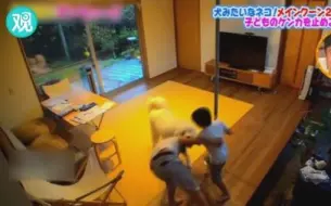 兄弟俩打起来了，巨型犬来“劝架”！