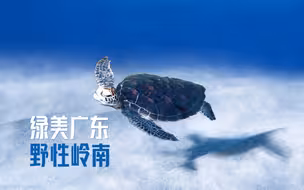【绿美广东·野性岭南】第3集：山海相依