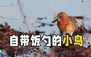 “自带饭勺的小鸟”可爱现身 全球仅600多只