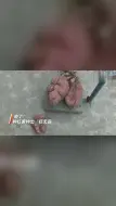长啥样？村民种红薯种出“巨无霸”