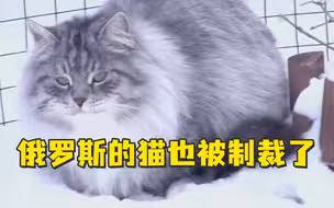 俄罗斯的猫被制裁