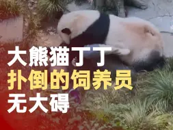 重庆动物园发公告就丁丁扑倒饲养员报平安